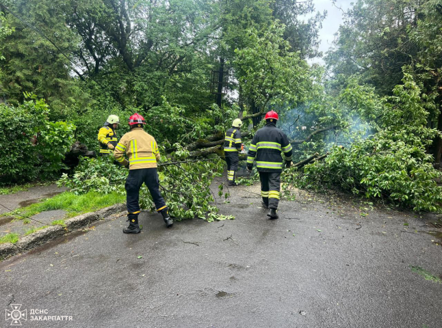 Дерево впало прямо на дорогу: у Києві перекрито рух транспорту у бік Куренівки (фото)