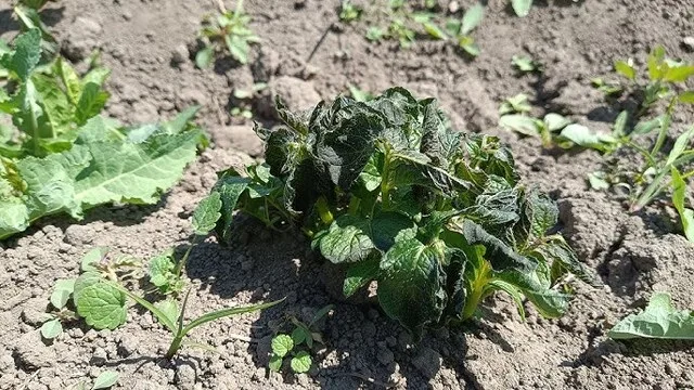 Від травневих заморозків в Україні у великих обсягах постраждали картопля та тепличні овочі