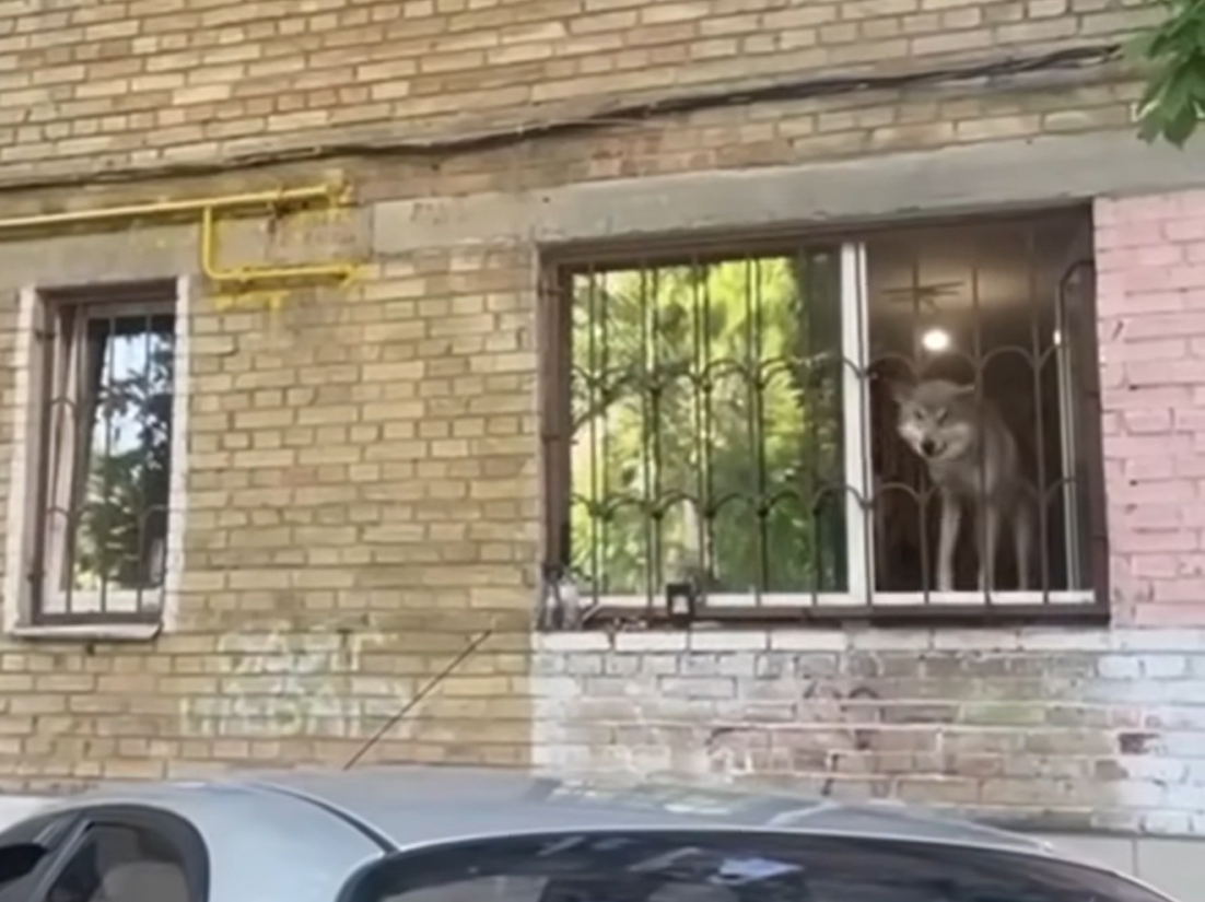 У Києві два роки дикого вовка утримували в квартирі: його врятували волонтери (відео)