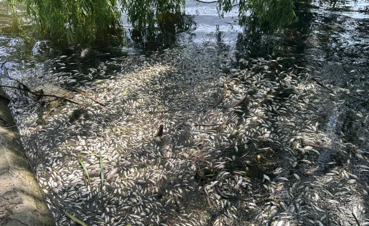 На Житомирщині у річці Случ загинуло 28 тонн риби: що кажуть екологи (фото)