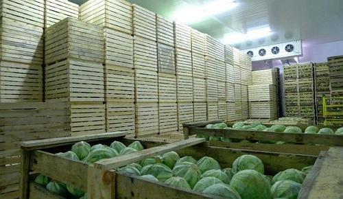 В Україні намагаються стабілізувати ринок овочів: уряд впроваджує агроіндустріальну модель