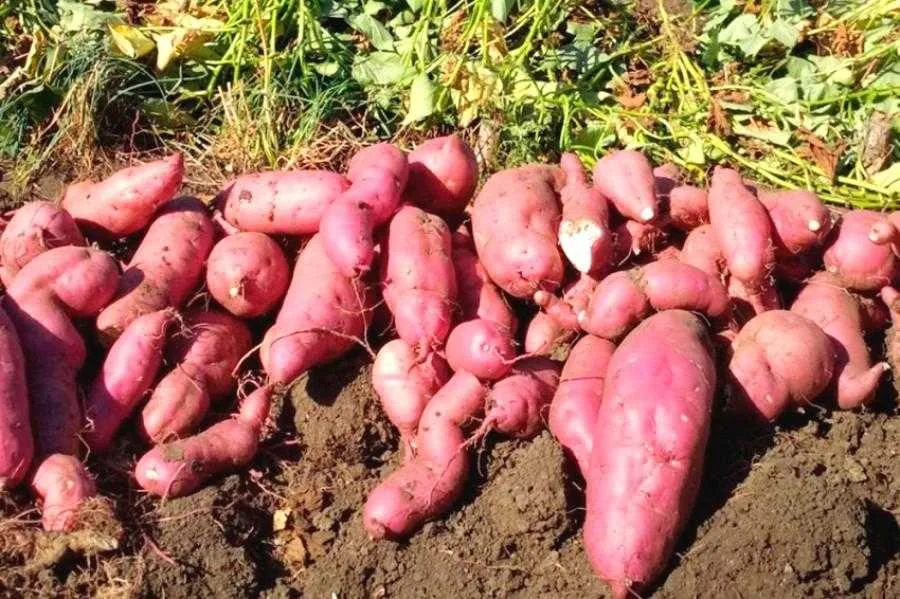 В Україні не вистачає для внутрішнього споживання одного з овочів, попит на який зростає