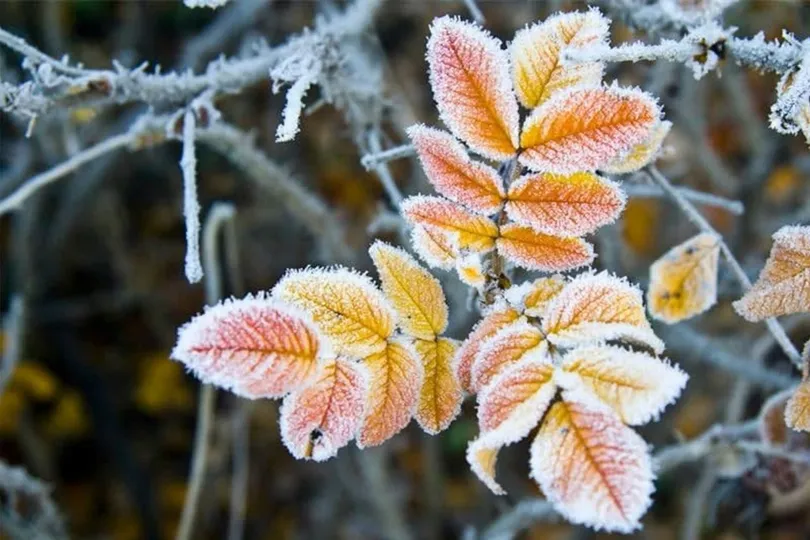 Вночі заморозки, а вдень до +14°С: що чекати від погоди 17 жовтня