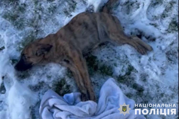 У Тернополі п'яний чоловік викинув собаку з четвертого поверху 