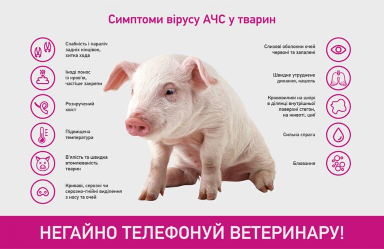Інфографіка: "Українська громада"