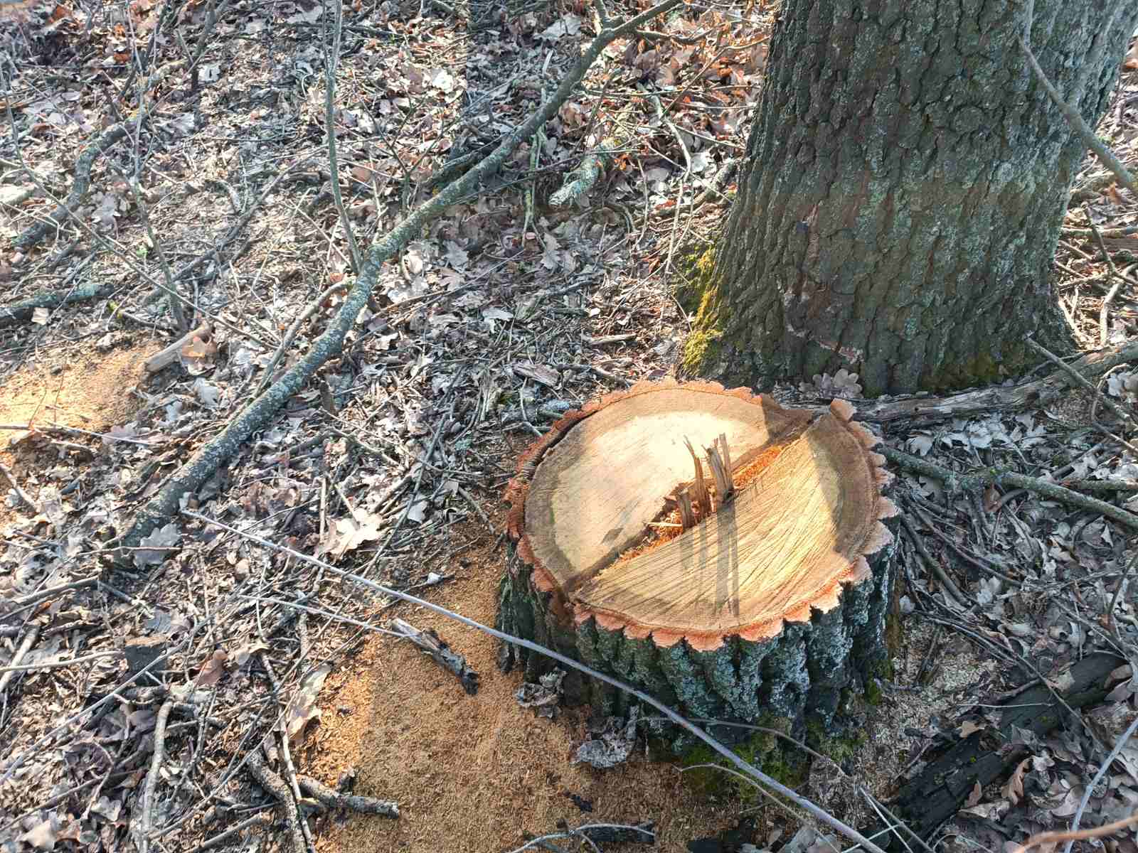 На Вінниччині незаконно вирубали понад 120 дерев