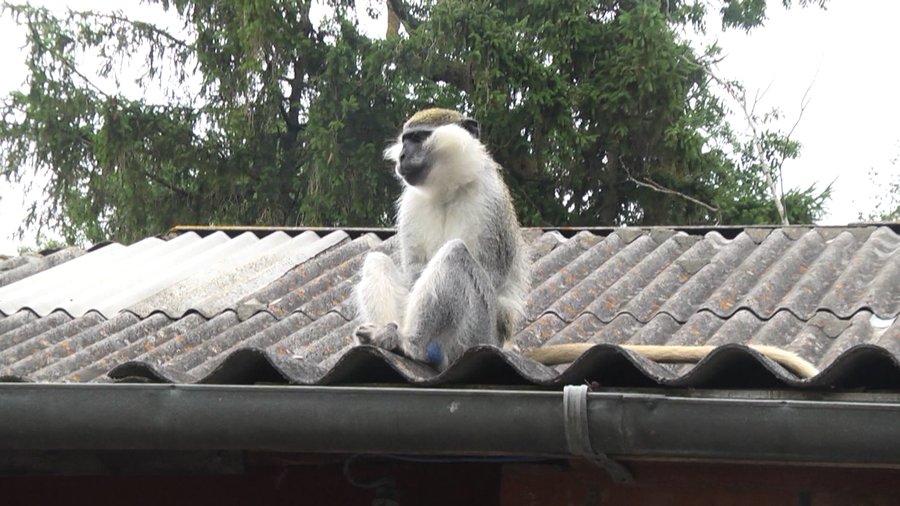 На Хмельниччині в селі з вольєру втекла мавпа