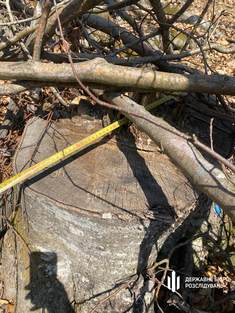 Фото незаконно зрубаних дерев на Закарпатті